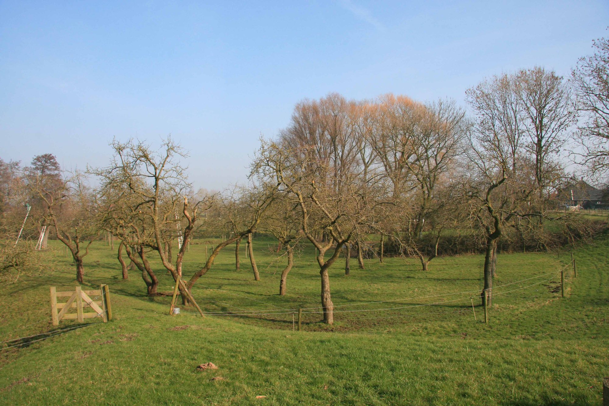 hoogstamboomgaard Zwolle